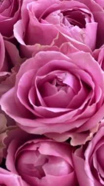 Pembe güller. Bir buket taze çiçek. Yüksek kaliteli FullHD görüntüler