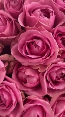 Pembe güller. Bir buket taze çiçek. Yüksek kaliteli FullHD görüntüler