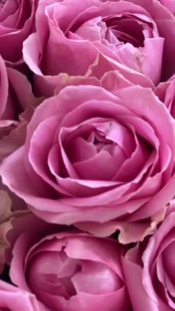 Des Roses Roses Bouquet Fleurs Fraîches Des Images Fullhd Haute — Video