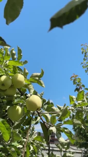 苹果树 太阳光 优质Fullhd影片 — 图库视频影像