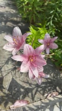 Pembe çiçekler. Ev bahçesi. Rüzgâr. Yüksek kaliteli FullHD görüntüler