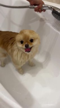 Duvardaki ağaçların gölgeleri. Güneş ışınları. Yüksek kaliteli FullHD görüntüler