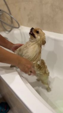 Duvardaki ağaçların gölgeleri. Güneş ışınları. Yüksek kaliteli FullHD görüntüler