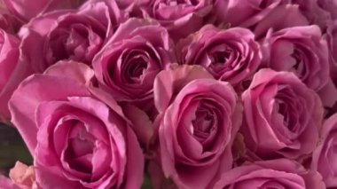 Pembe güller. Bir buket taze çiçek. Yüksek kaliteli FullHD görüntüler