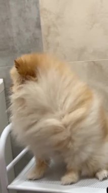 Hayvan bakımı. Hayvanı kurutup yıkıyorum. Köpek. Yüksek kaliteli FullHD görüntüler