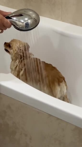 Cuidados Com Animais Secagem Lavagem Animal Estimação Cão Imagens Fullhd — Vídeo de Stock