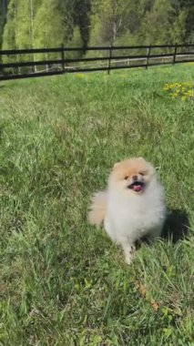 Pomeranian Yavrusu Çimenlerde Keyifle Oynuyor. Yüksek kalite 4k görüntü