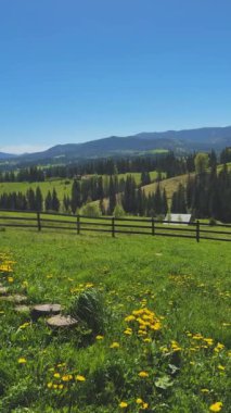 Karahindiba ile Serene Dağı Çayırı. Yüksek kalite 4k görüntü