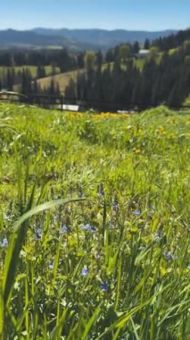 Bir çayırdan Mavi Yaban Çiçeği koparmak. Yüksek kalite 4k görüntü