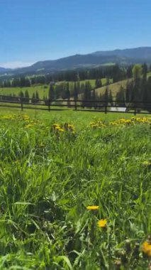 Karahindiba ile Serene Dağı Çayırı. Yüksek kalite 4k görüntü