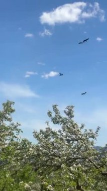 Çiçek açan ağaçların üzerinde süzülen kuşlar. Yüksek kalite 4k görüntü