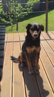 Rahatlama anı. Tahta güvertede yatan köpek. Yüksek kalite 4k görüntü