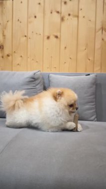 Pomeranian 'ın Çiğneme Oyuncağı Yüksek kalite 4K görüntüsü