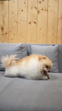 Pomeranian 'ın Çiğneme Oyuncağı Yüksek kalite 4K görüntüsü