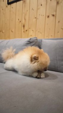 Pomeranian 'ın Çiğneme Oyuncağı Yüksek kalite 4K görüntüsü