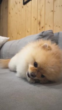 Pomeranian, Cozy Sofa 'da Çiğneme Oyuncağı' nın tadını çıkarıyor. Yüksek kalite 4k görüntü