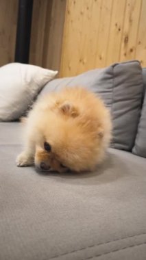 Pomeranian, Cozy Sofa 'da Çiğneme Oyuncağı' nın tadını çıkarıyor. Yüksek kalite 4k görüntü