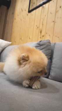 Pomeranian 'ın Çiğneme Oyuncağı Yüksek kalite 4K görüntüsü