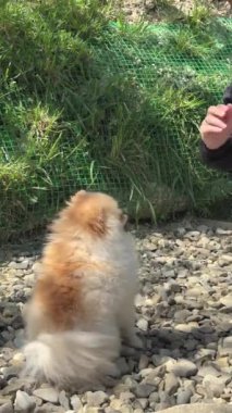 Pomeranya Sahne Numaraları. Yüksek kalite 4k görüntü