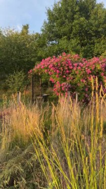 Serene Garden Sahnesi, Çiçekli Pembe Çiçekler. Yüksek kalite 4k görüntü