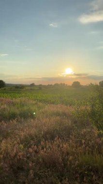 Meadow Sunset Serenade 'de. Yüksek kalite 4k görüntü