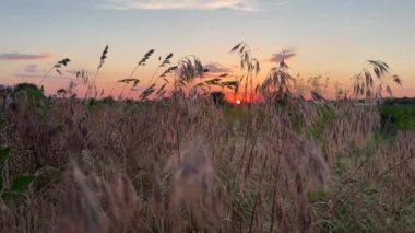 Meadow Sunset Serenade 'de. Yüksek kalite 4k görüntü