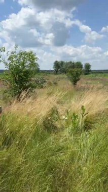 Altın buğday tarlası. Yüksek kalite 4k görüntü