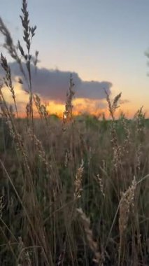 Sakin Bahçe Günbatımı. Yüksek kalite 4k görüntü