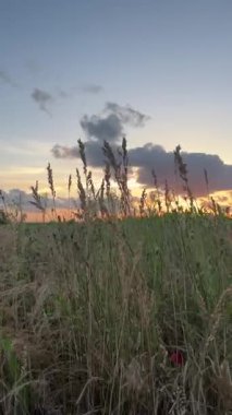 Gizemli Çimen. Yüksek kalite 4k görüntü