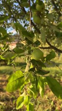 Rustling 'i Meltem Rüzgarı' nda bırak. Yüksek kalite 4k görüntü