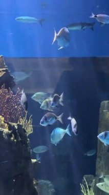 Sakin bir akvaryumda süzülen canlı balığın sinematik anı. Yüksek kalite 4k görüntü