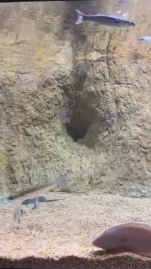 Kum Akvaryumu 'nda Kaya Duvarlı Küçük Balık Yüzüyor. Yüksek kalite 4k görüntü