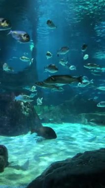 Akvaryum Sahnesi ve Mavi Su Doğa Arkaplanı. Yüksek kalite 4k görüntü