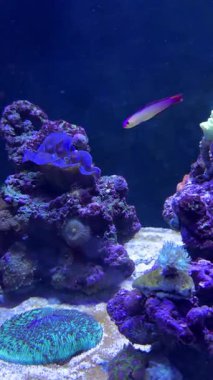 Renkli balıklar ve su canlıları canlı bir akvaryumda berrak sularda hareket ederler. Yüksek kalite 4k görüntü