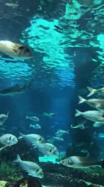 Sualtı Tropikal Balık Yüzme Arkaplan Rahatlaması. Yüksek kalite 4k görüntü