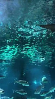 Sualtı Tropikal Balık Yüzme Arkaplan Rahatlaması. Yüksek kalite 4k görüntü