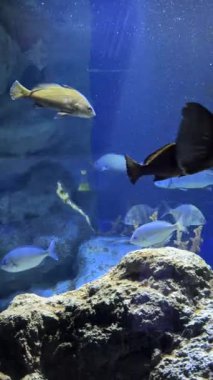 Derin Mavi Akvaryumda Yüzen Renkli Resif Balığı. Yüksek kalite 4k görüntü