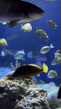 Derin Mavi Akvaryumda Yüzen Renkli Resif Balığı. Yüksek kalite 4k görüntü