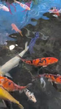 Koi Sazanı Sualtı Görünümü Rahatlatıcı Doğa Sahnesi Meditasyonu. Yüksek kalite 4k görüntü