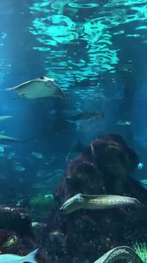 Stingray Yüzme Sualtı Arka plan Okyanusu Vahşi Yaşam İçeriği. Yüksek kalite 4k görüntü