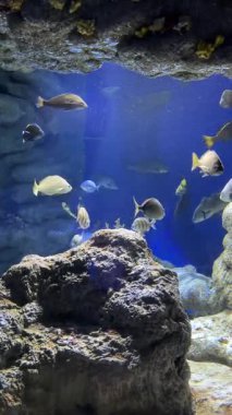 Sakin bir akvaryumda süzülen canlı balığın sinematik anı. Yüksek kalite 4k görüntü