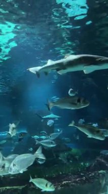 Sualtı Sahnesi Köpek Balığı ve Deniz Yaşamı Duvar Kağıdı, Doğa ve Bilim İçeriği. Yüksek kalite 4k görüntü