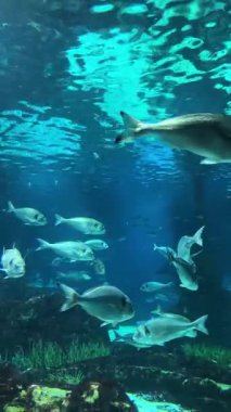 Köpek Balığı Yüzme Balık Okyanusu Vahşi Yaşam Okulu, Akvaryum Geçmişi, Seyahat ve Eğitim. Yüksek kalite 4k görüntü