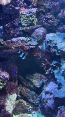 Parlak tropikal balıklar bitkilerle dolu berrak bir akvaryumda huzur içinde yüzerler. Yüksek kalite 4k görüntü