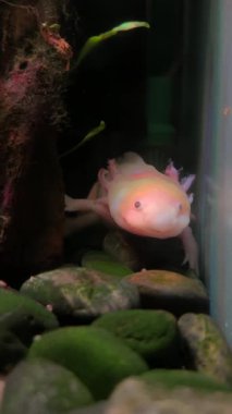 Şirin bir axolotl su bitkileriyle çevrili temiz bir akvaryumda sakince yüzer. Yüksek kalite 4k görüntü