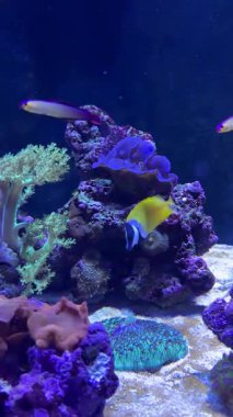 Parlak tropikal balıklar bitkilerle dolu berrak bir akvaryumda huzur içinde yüzerler. Yüksek kalite 4k görüntü