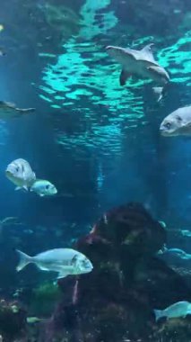 Sualtı Okyanusu Sahnesi ve Balık Arkaplanı Doğa Okulu. Yüksek kalite 4k görüntü