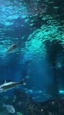 Derin Deniz Yaban Hayatı Mavi Su Duvar Kağıdı Meditasyonu. Yüksek kalite 4k görüntü