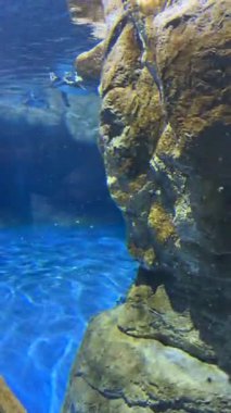 Su altı Penguen Hareketi Duvar Kağıdı Doğa. Yüksek kalite 4k görüntü