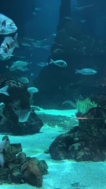 Okyanus tabanı ve Balık Duvar Kağıdı Seyahati Okulu. Yüksek kalite 4k görüntü